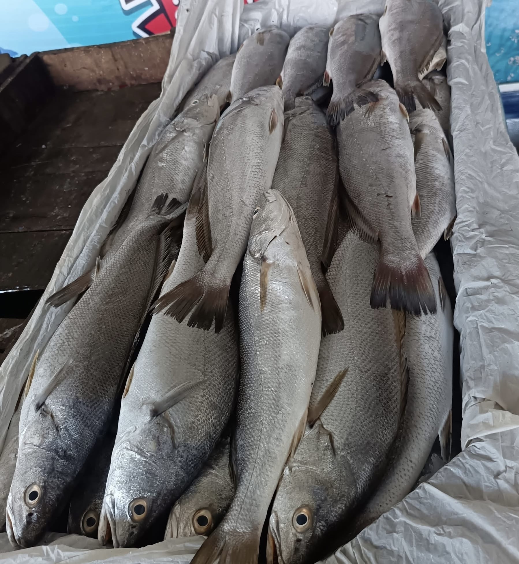 Fresh shrimp harvest at Ghalyoun